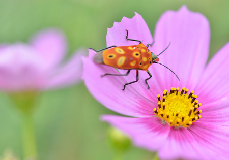 colorful Insect on pink flowersの写真素材