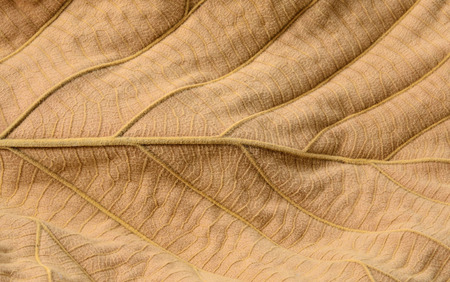 Dry leafの写真素材