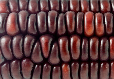 Fresh ripe corn. Macro image. 