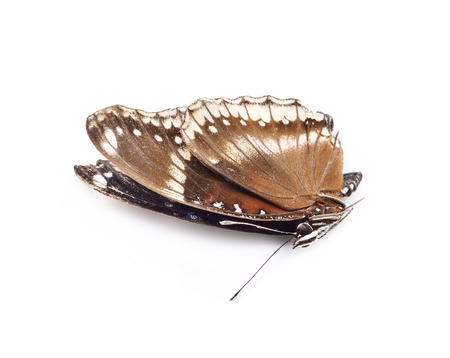 butterfly Dead on white backgroundの写真素材