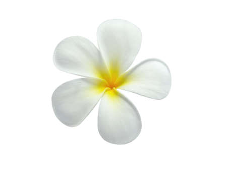 Frangipani flower isolated on white backgroundの写真素材