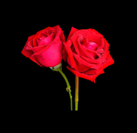 Red rose on black backgroundの写真素材