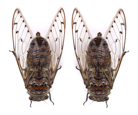 Cicada isolated on white background