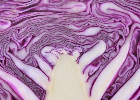 close up texture of purple cabbageの写真素材