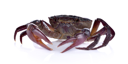 Thai Crab on white background
