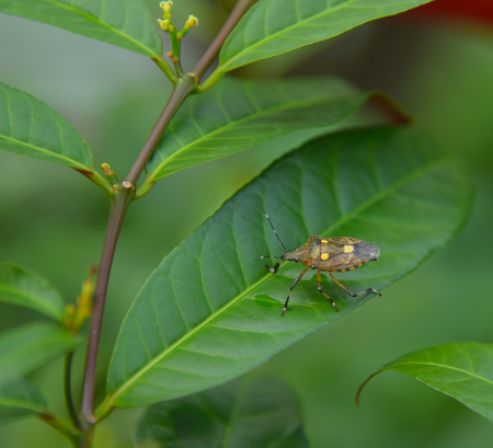 bug in the gaden