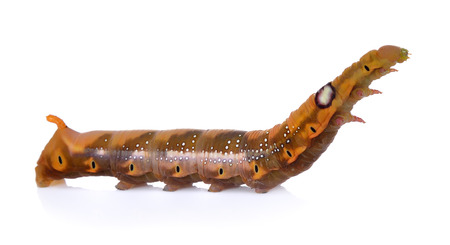 Brown from Green caterpillars on white backgroundの写真素材