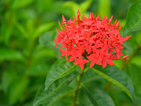 red spike flower in the gardenの写真素材