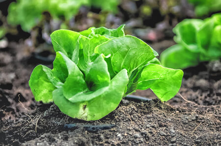 Fresh green vegetableの写真素材