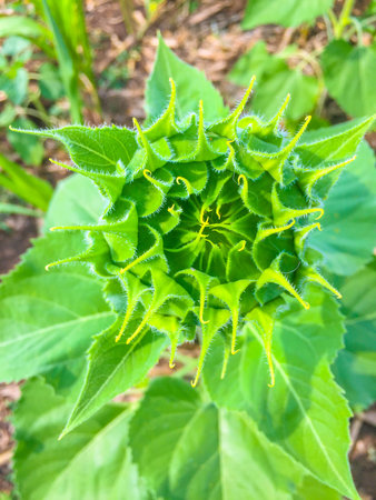 Sunflowers Time.の写真素材