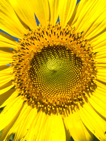 Sunflowers Time.の写真素材