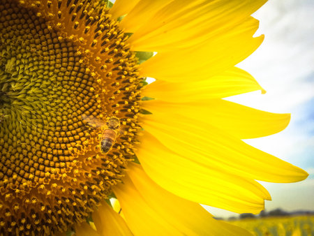Sunflowers Time.の写真素材