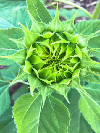 Sunflowers Time.の写真素材