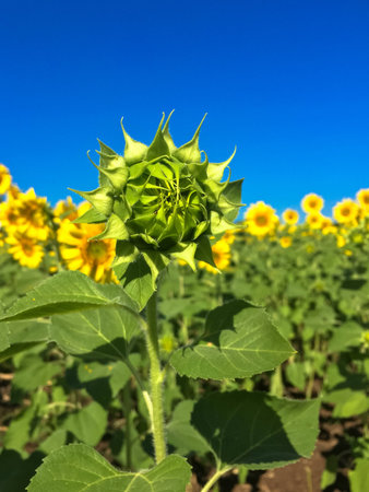 Time of Sunflowers.の写真素材