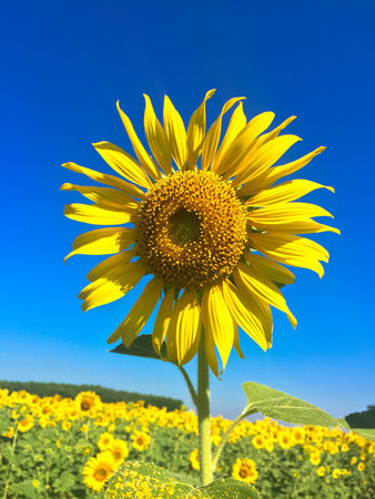 Time of Sunflowers.の写真素材