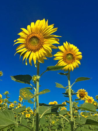 Time of Sunflowers.の写真素材