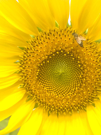 Time of Sunflowers.の写真素材