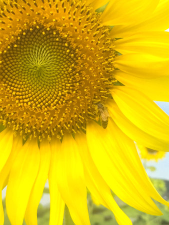 Time of Sunflowers.の写真素材