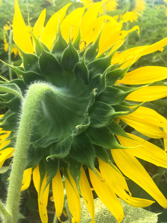Time of Sunflowers.の写真素材
