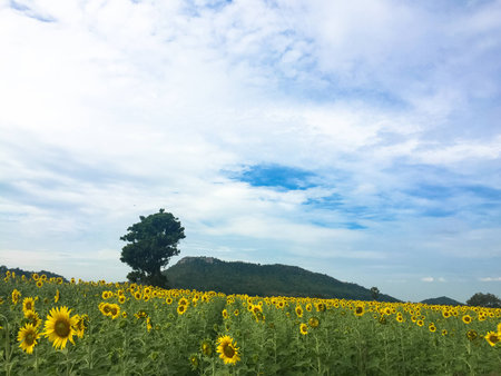 Time of Sunflowers.の写真素材