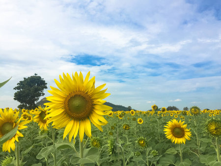 Time of Sunflowers.の写真素材