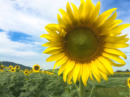 Time of Sunflowers.の写真素材