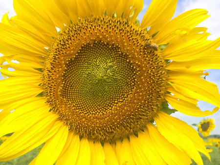 Time of Sunflowers.の写真素材