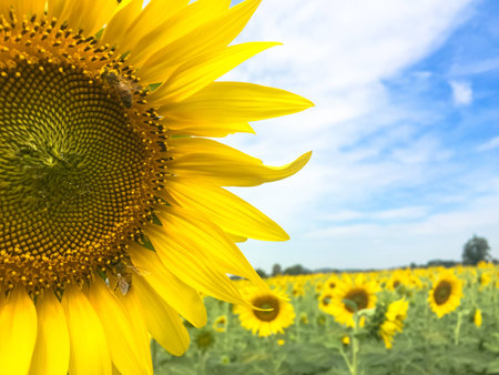 Time of Sunflowers.の写真素材