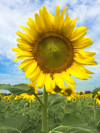 Time of Sunflowers.の写真素材