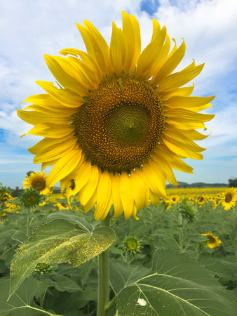 Time of Sunflowers.の写真素材
