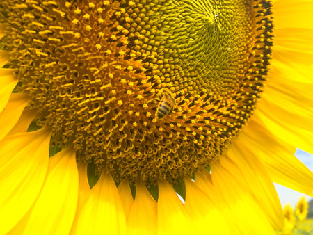 Time of Sunflowers.の写真素材