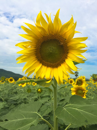 Time of Sunflowers.の写真素材