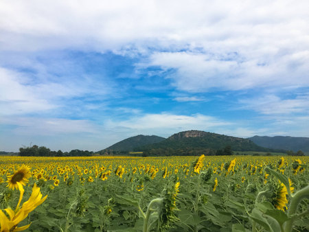 Time of Sunflowers.の写真素材