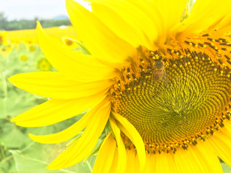 Time of Sunflowers.の写真素材