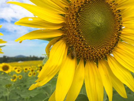 Time of Sunflowers.の写真素材