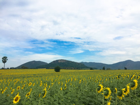 Day of sunflowers.の写真素材