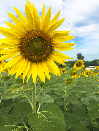 Day of sunflowers.の写真素材