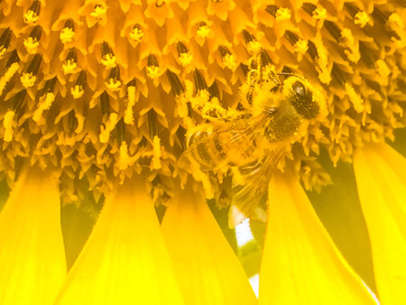Day of sunflowers.の写真素材