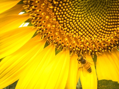 Day of sunflowers.の写真素材