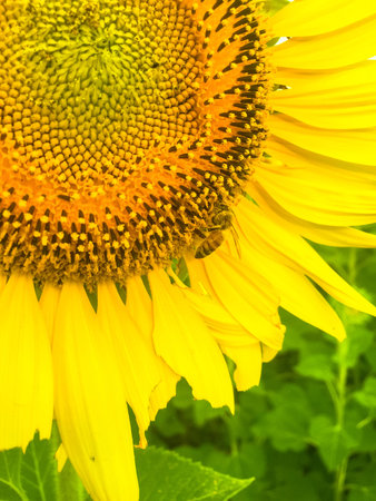 Day of sunflowers.の写真素材