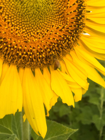 Day of sunflowers.の写真素材