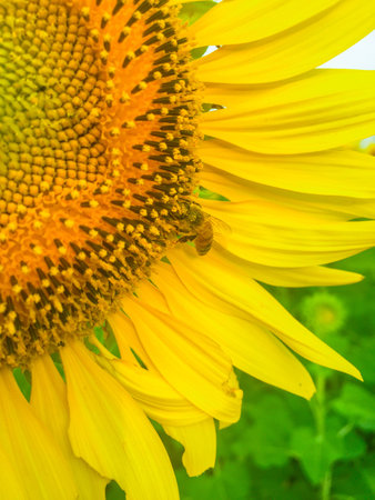 Day of sunflowers.の写真素材