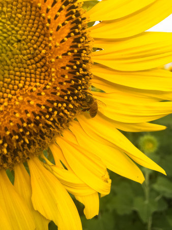 Day of sunflowers.の写真素材