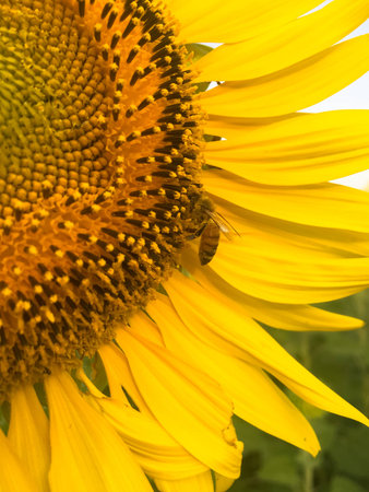 Day of sunflowers.の写真素材