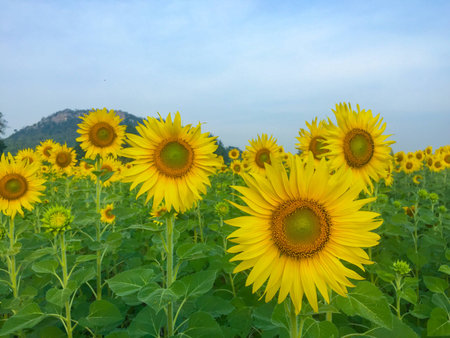 Day of sunflowers.の写真素材