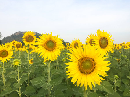 Day of sunflowers.の写真素材