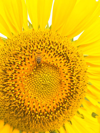Day of sunflowers.の写真素材