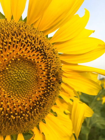 Day of sunflowers.の写真素材