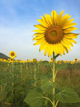 Day of sunflowers.の写真素材
