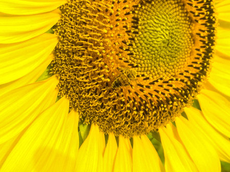Day of sunflowers.の写真素材
